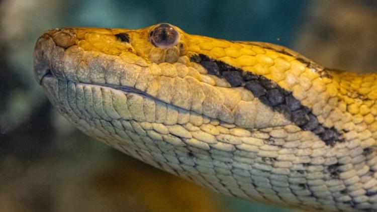 Buffalo Zoo Mourns the Loss of Beloved Green Anaconda Ana