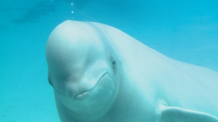 Marineland Whales to Find New Homes in US, Affecting Buffalo's Aquarium Scene