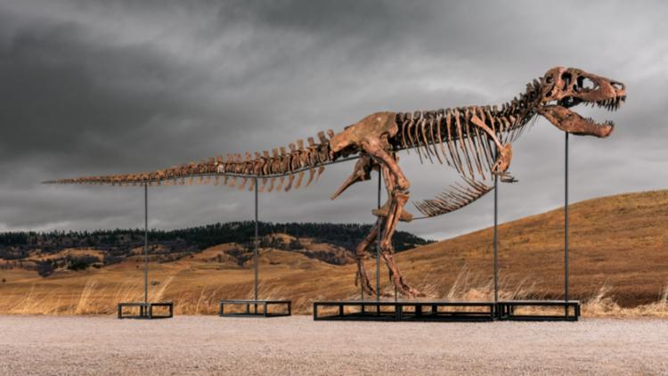 T. Rex Fossil Auction Unlikely to Impact Buffalo