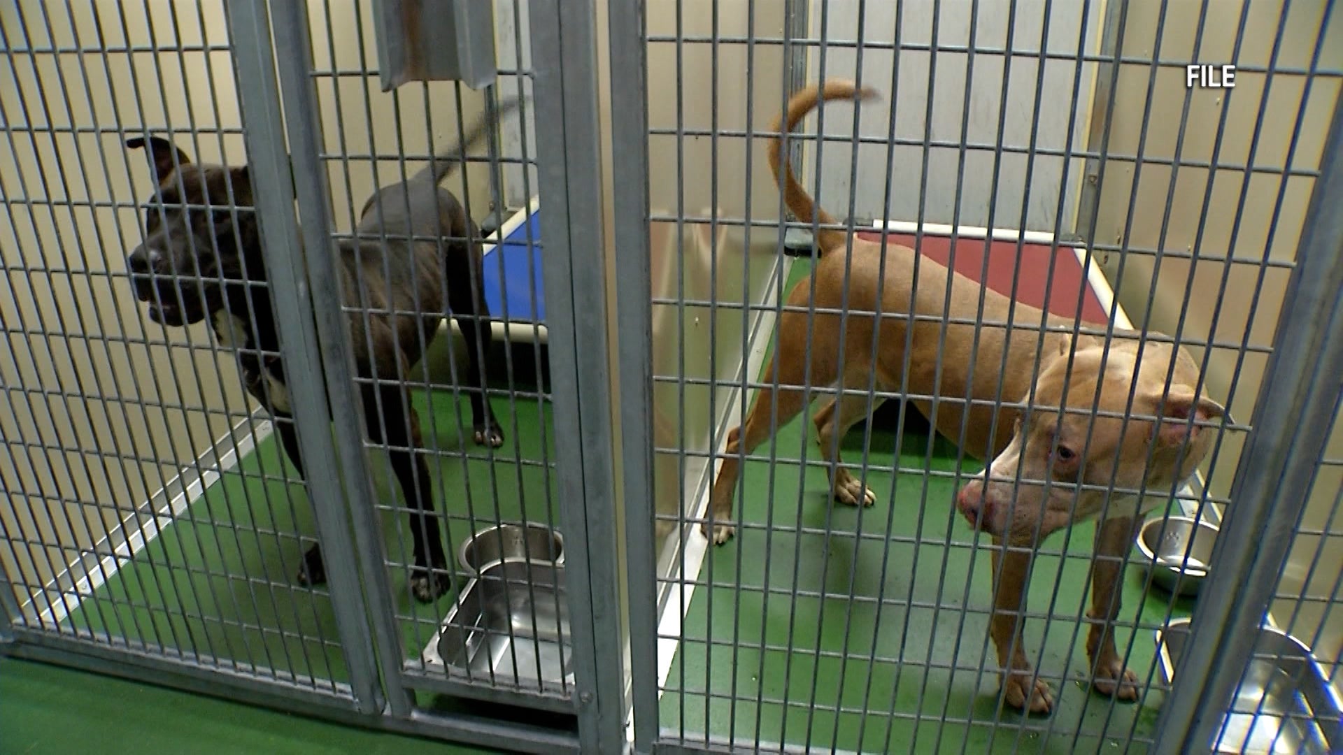 Rochester Animal Services Offers $1 Dog Adoptions