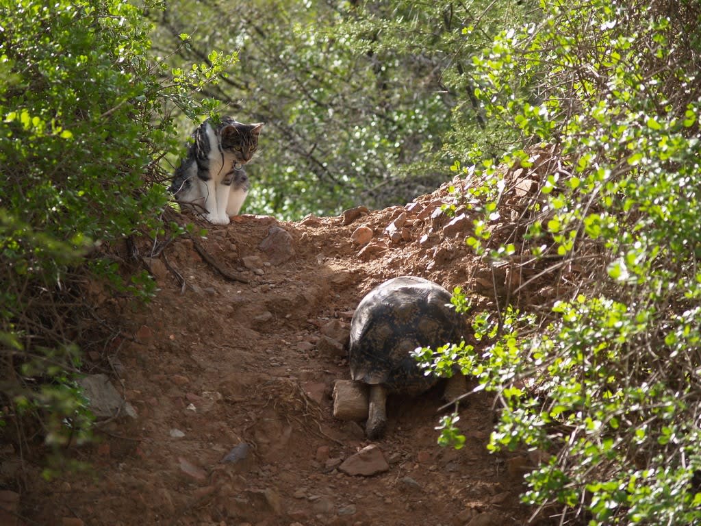 Cat and Tortoise