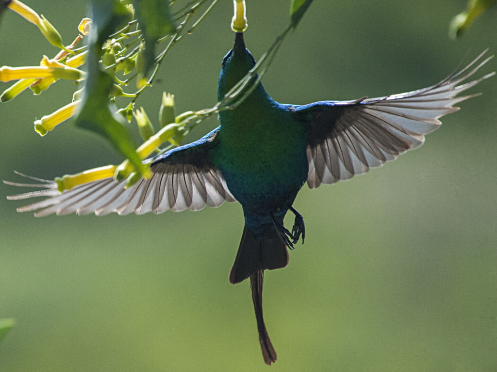 Malachite Sunbird