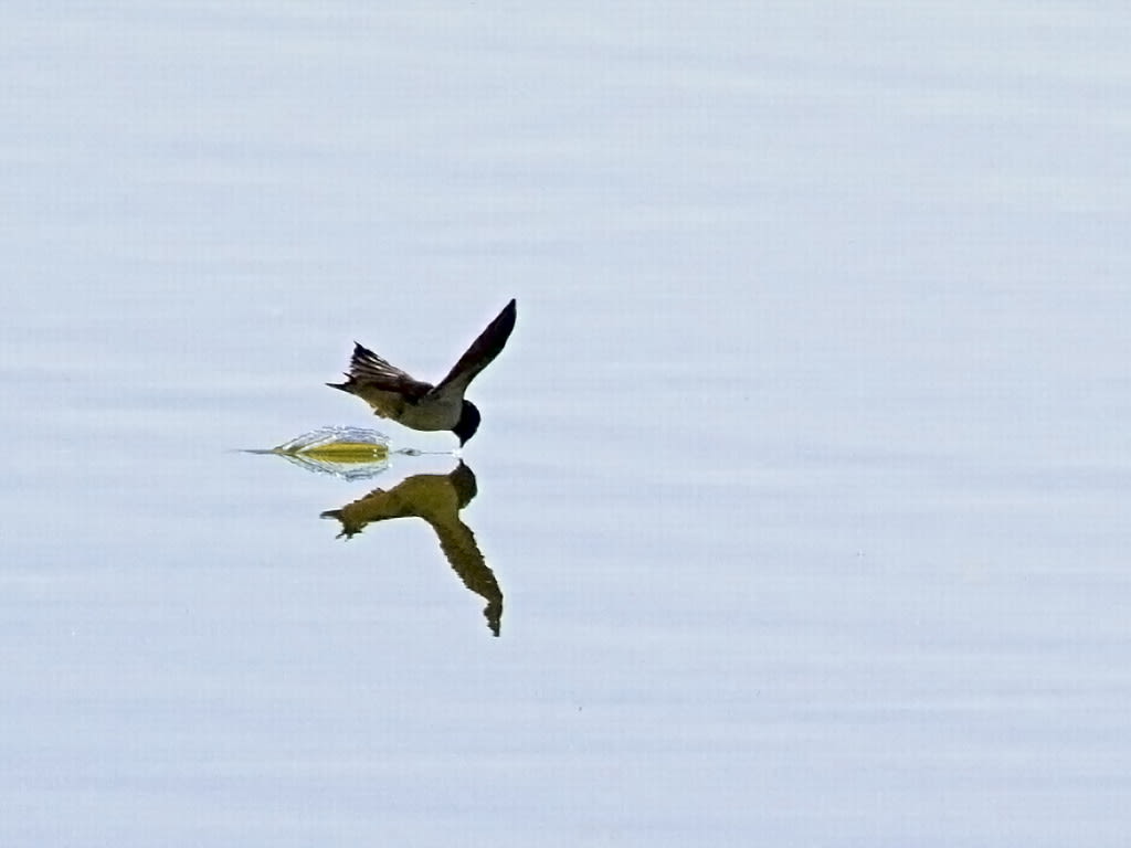 Swallow 2