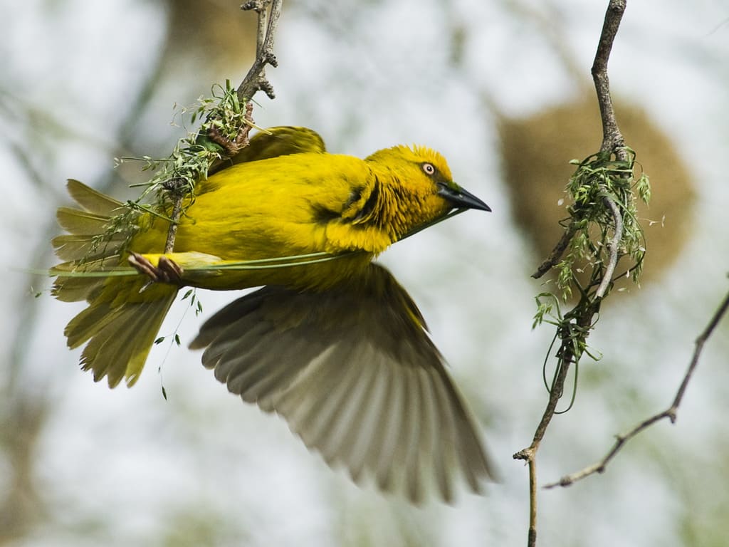 Cape Weaver