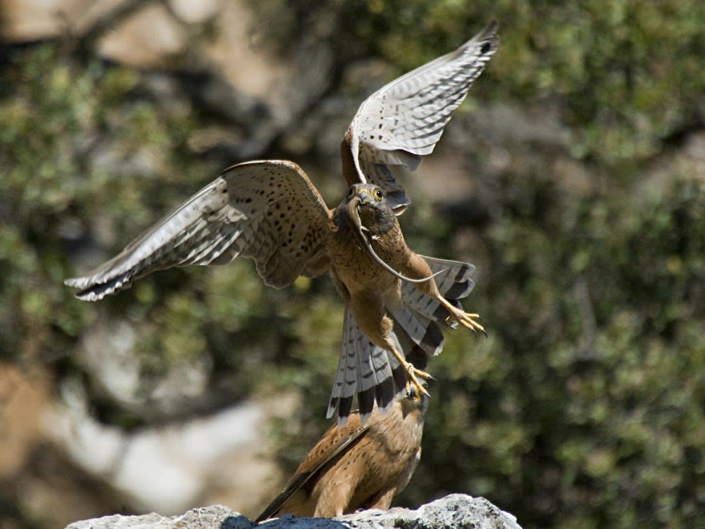 Rock Kestrel 3