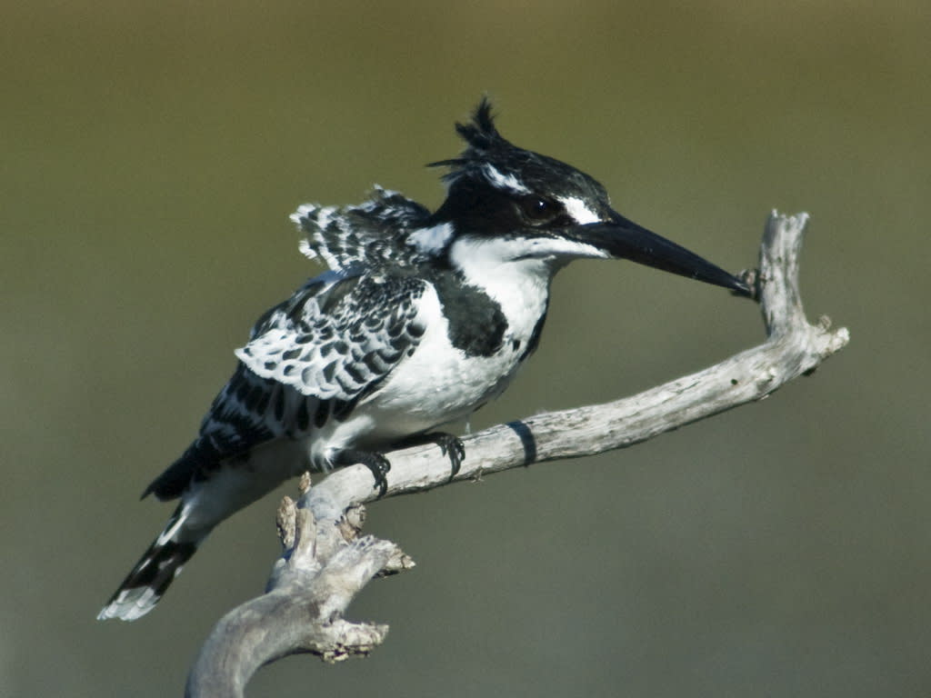 Pied Kingfisher
