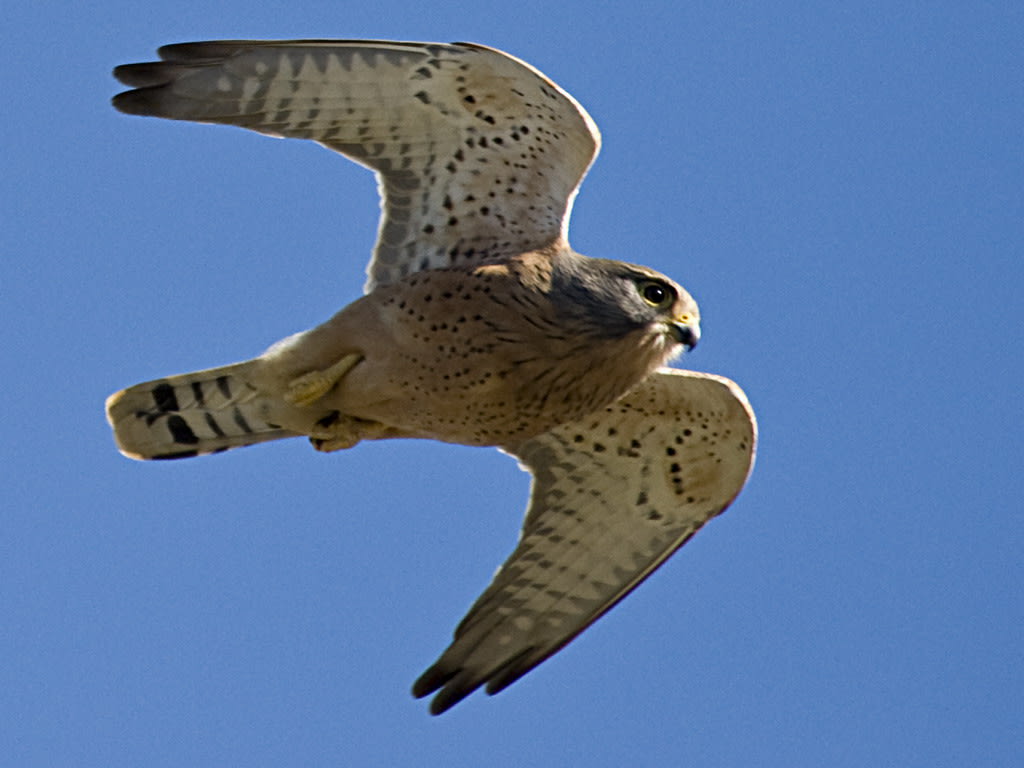 Lesser Rock Kestrel