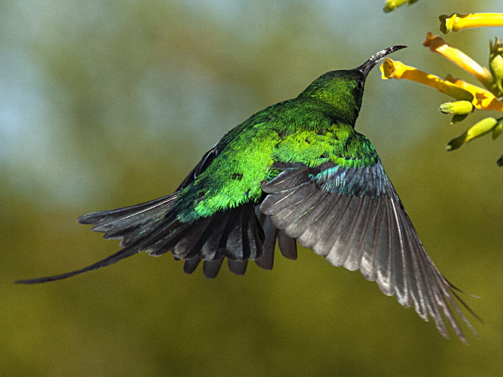 Sunbird