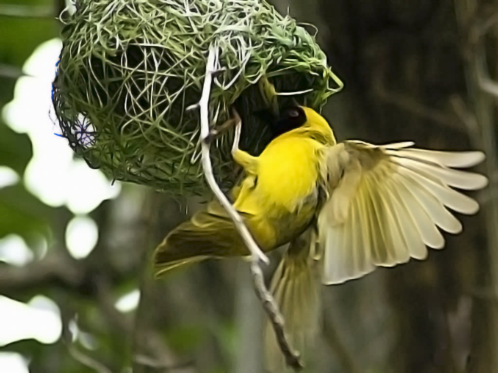 Masked Weaver