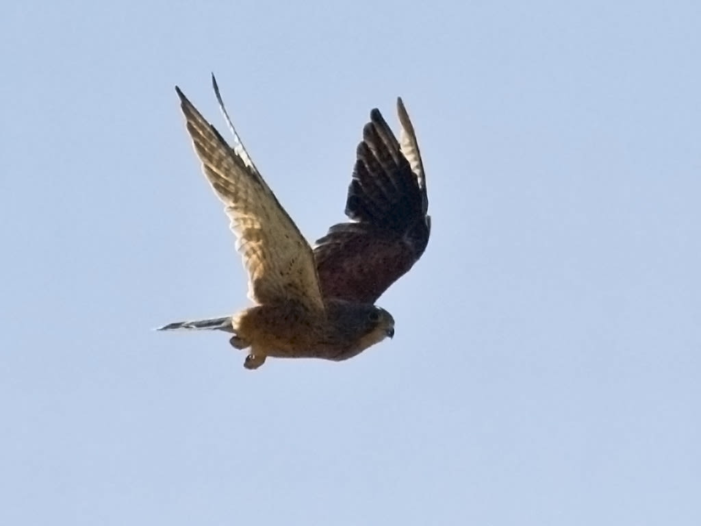 Kestrel