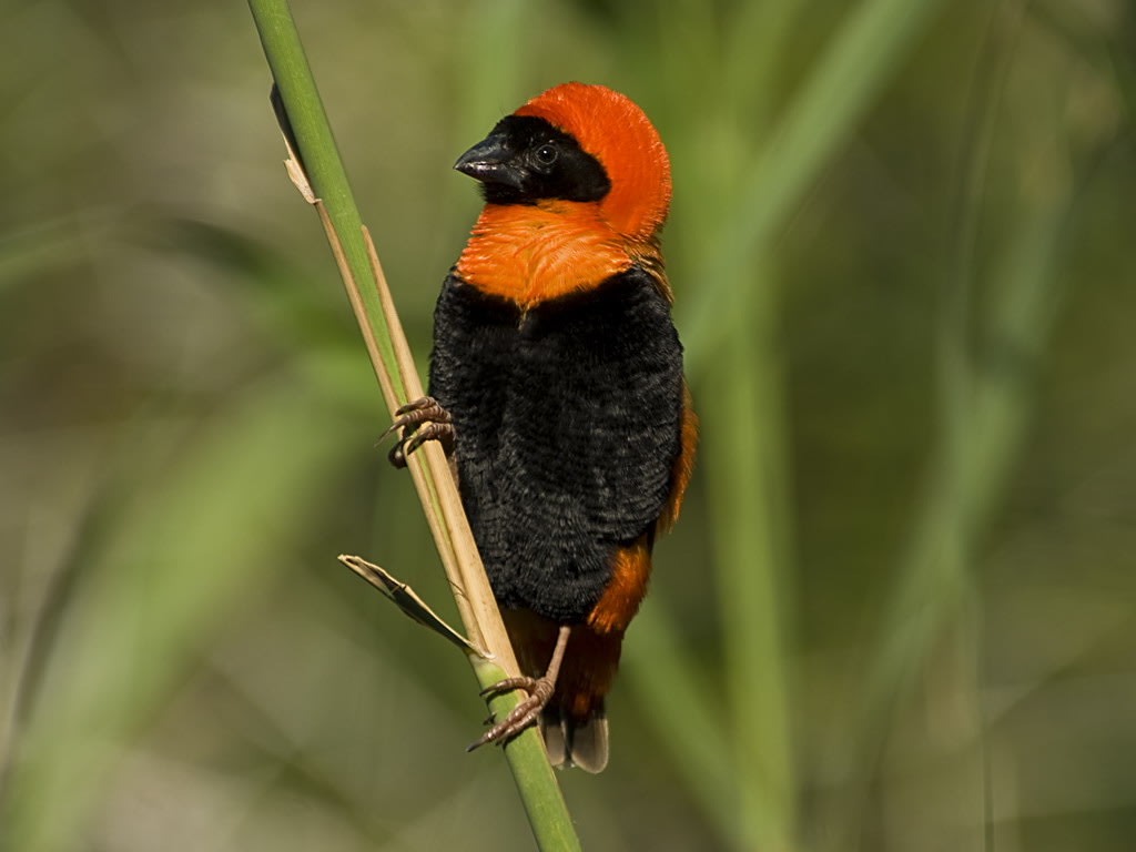 Red Bishop 2
