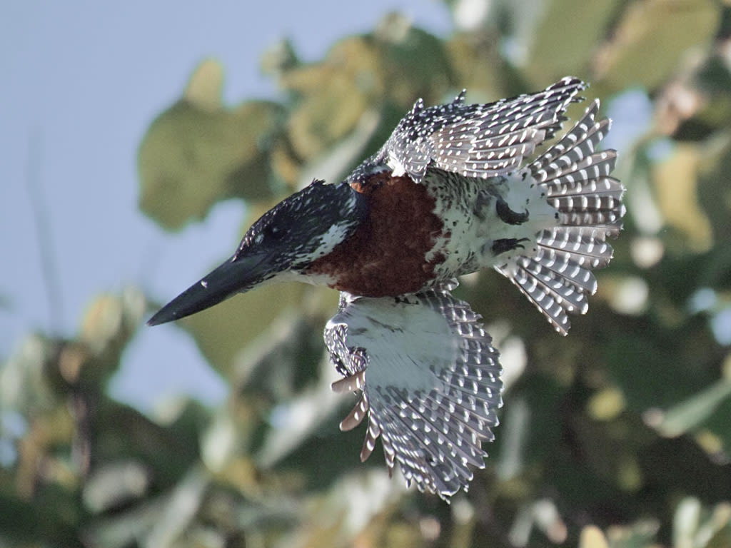 Giant Kingfisher