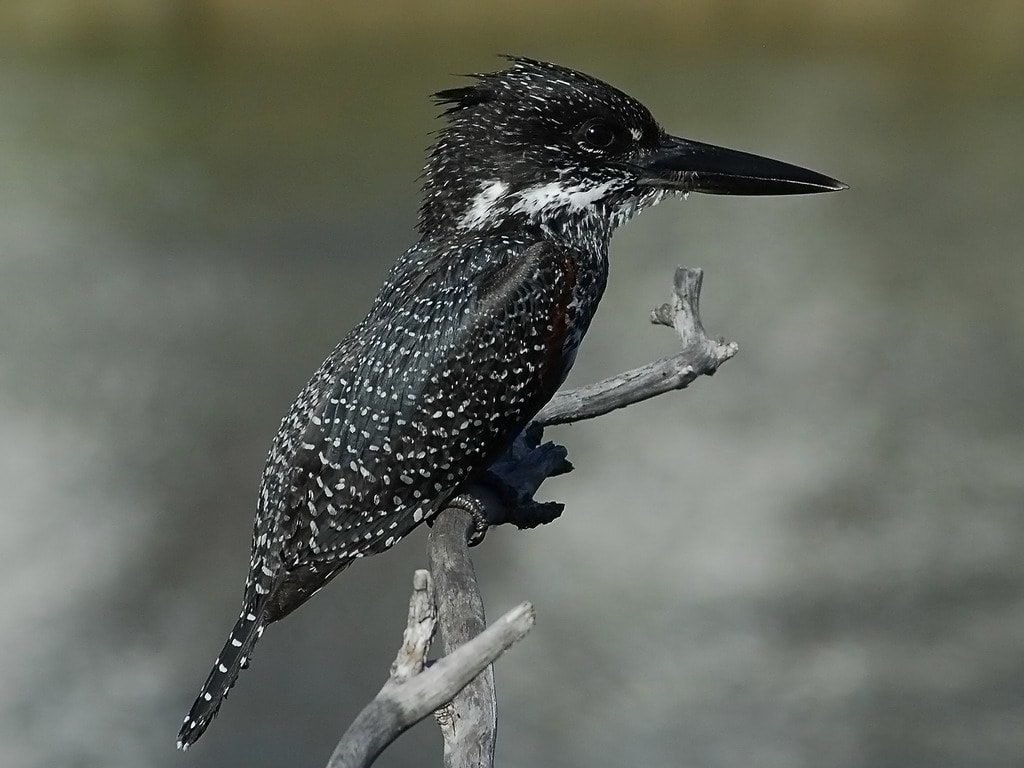 Giant Kingfisher 2