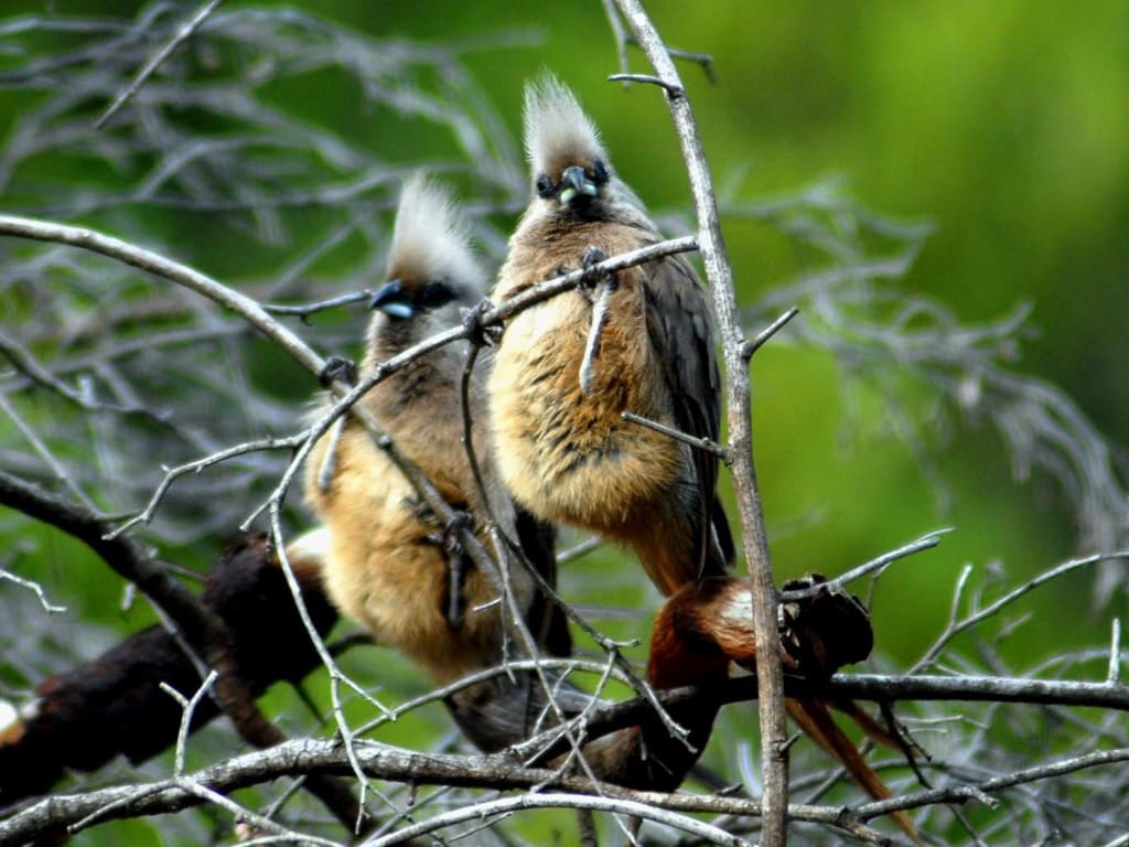 Mousebirds