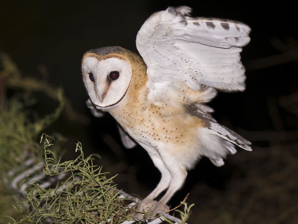 Barn Owl
