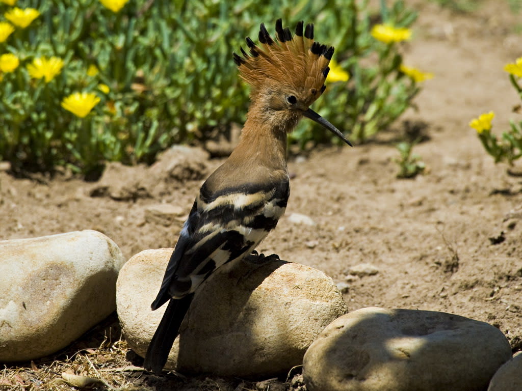 Hoopoe