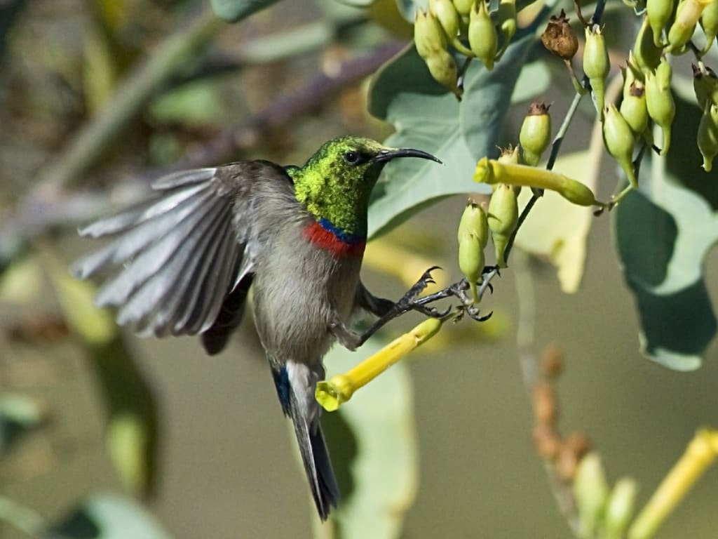 Double Collared Sunbird