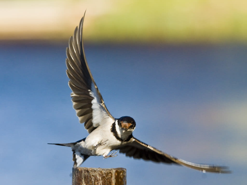 Swallow