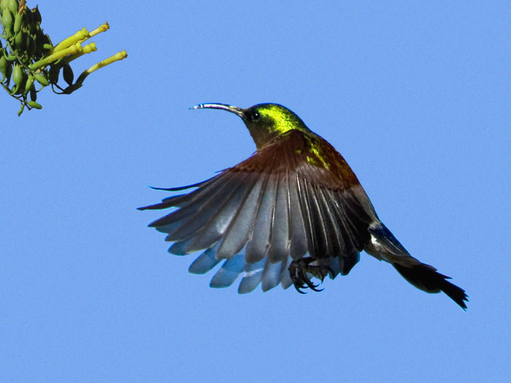 Malachite Sunbird