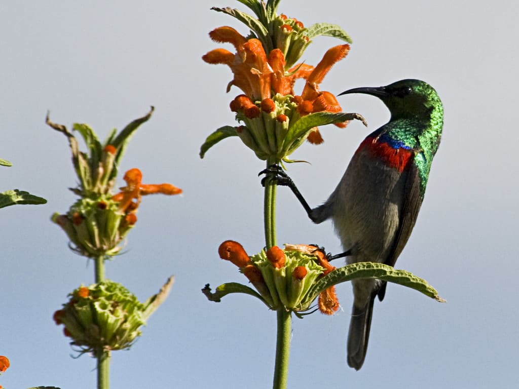 Lesser Double Colared Sunbird