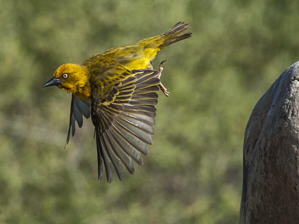 Cape Weaver