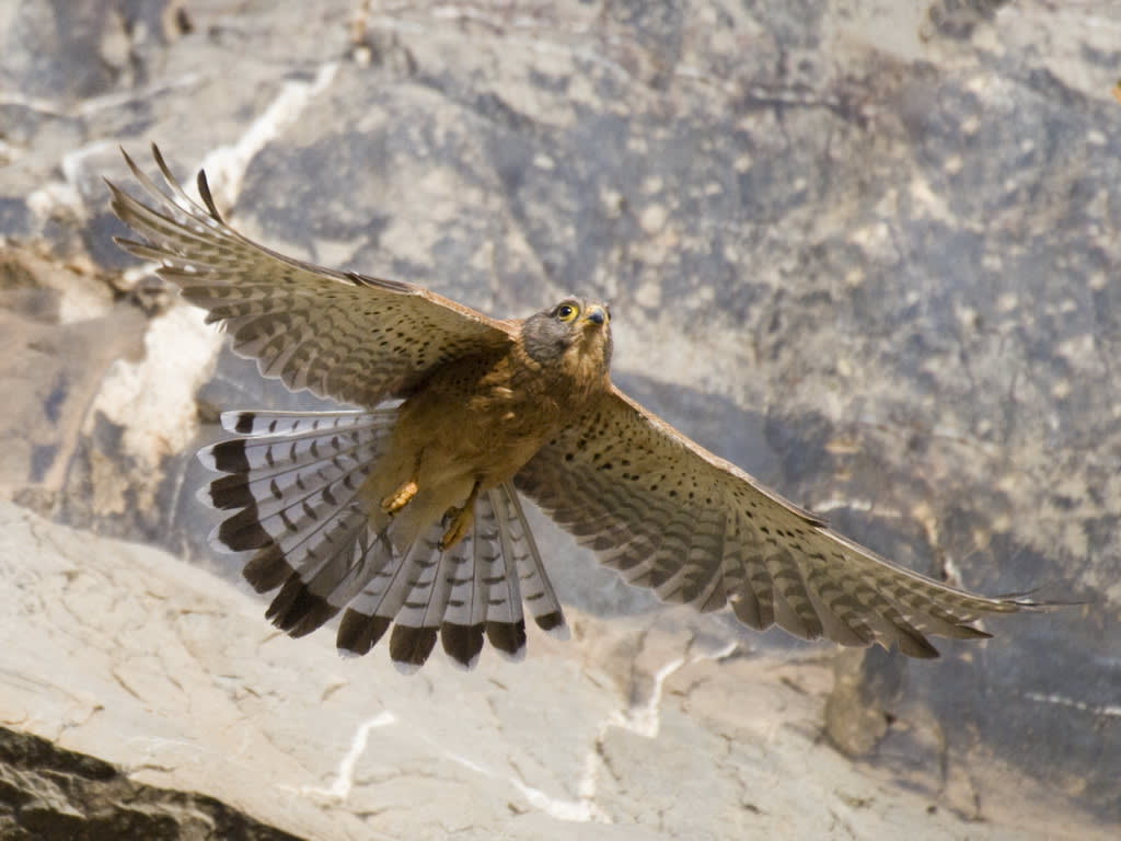 Rock Kestrel 2