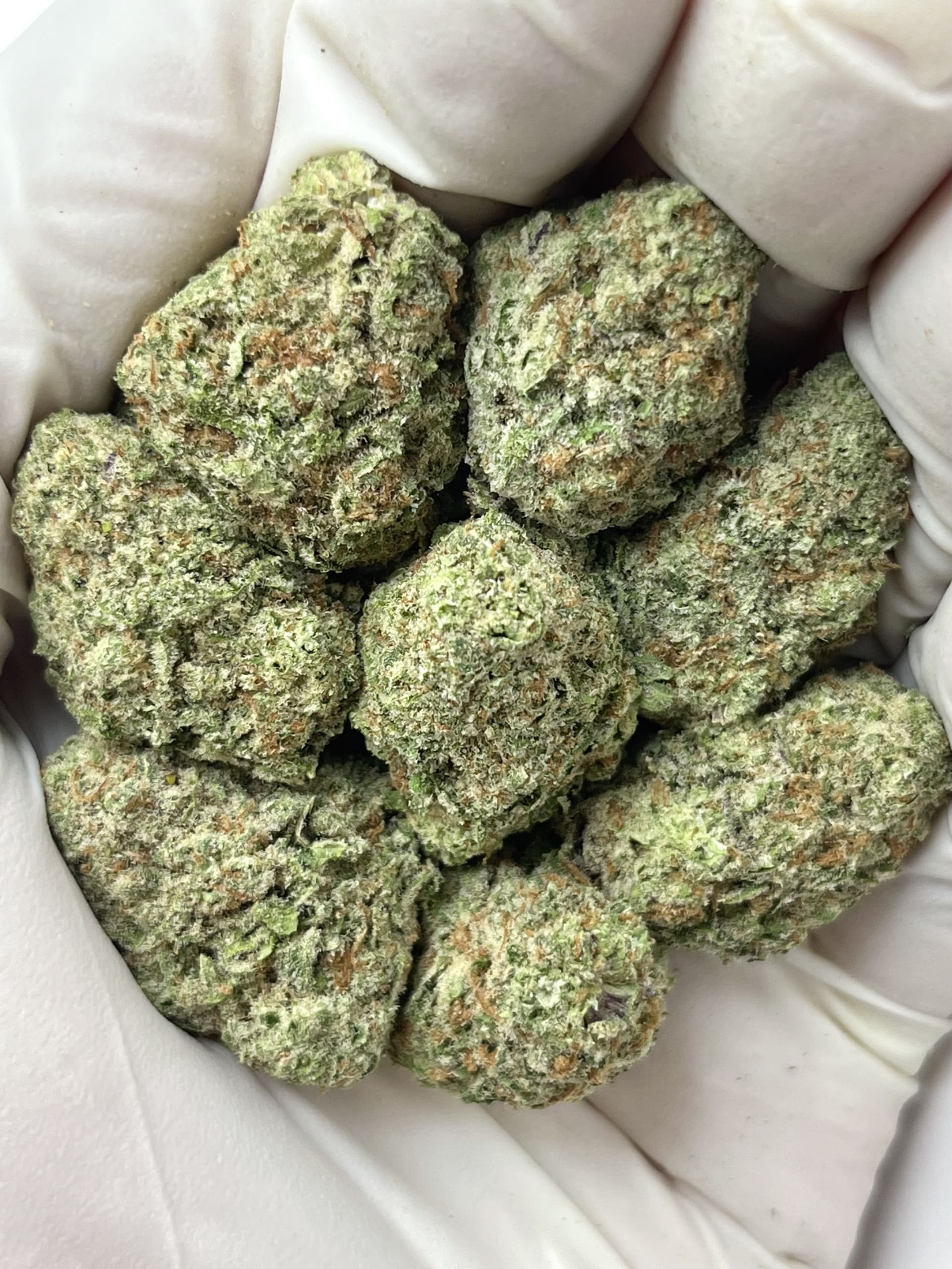 H3S9-VIA PAPAYA PUNCH BIG
