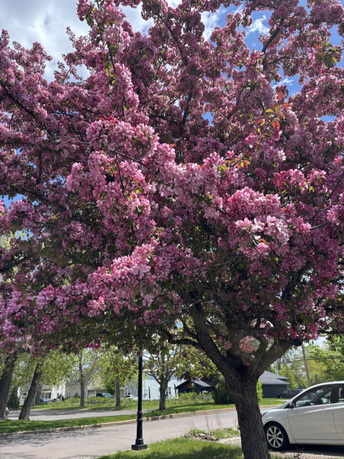 Crab apple blossoms in New Brunswick