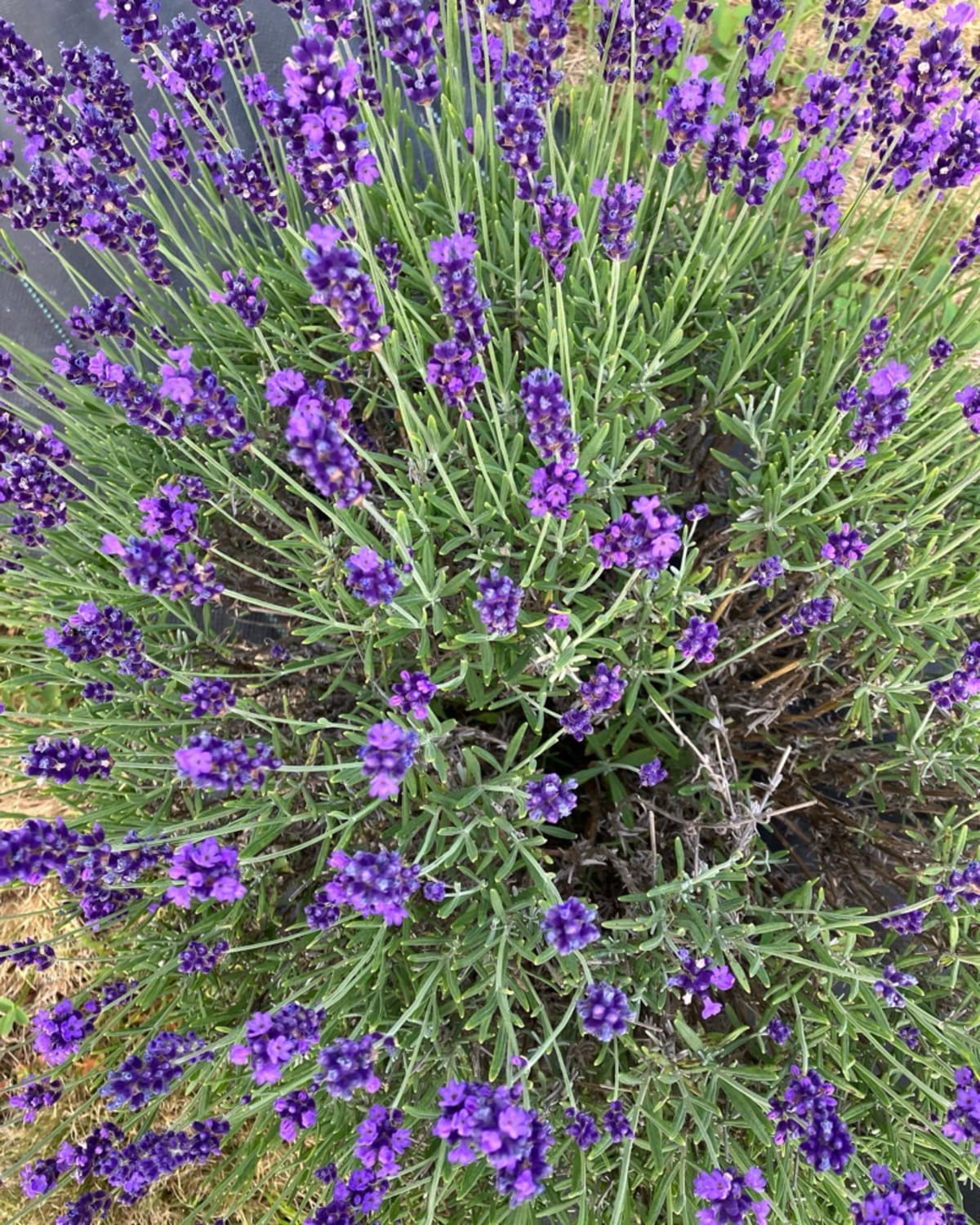 Lavender flowers in bloom