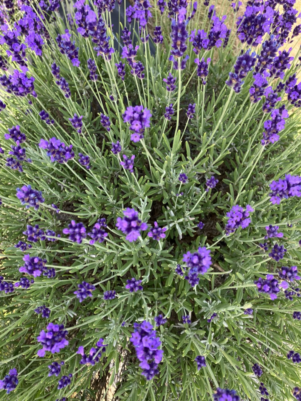 Planning five day trips focused on the five senses - lavender fields, Bouctouche Dunes, Acadian music, lobster rolls, and art galleries in New Brunswick.