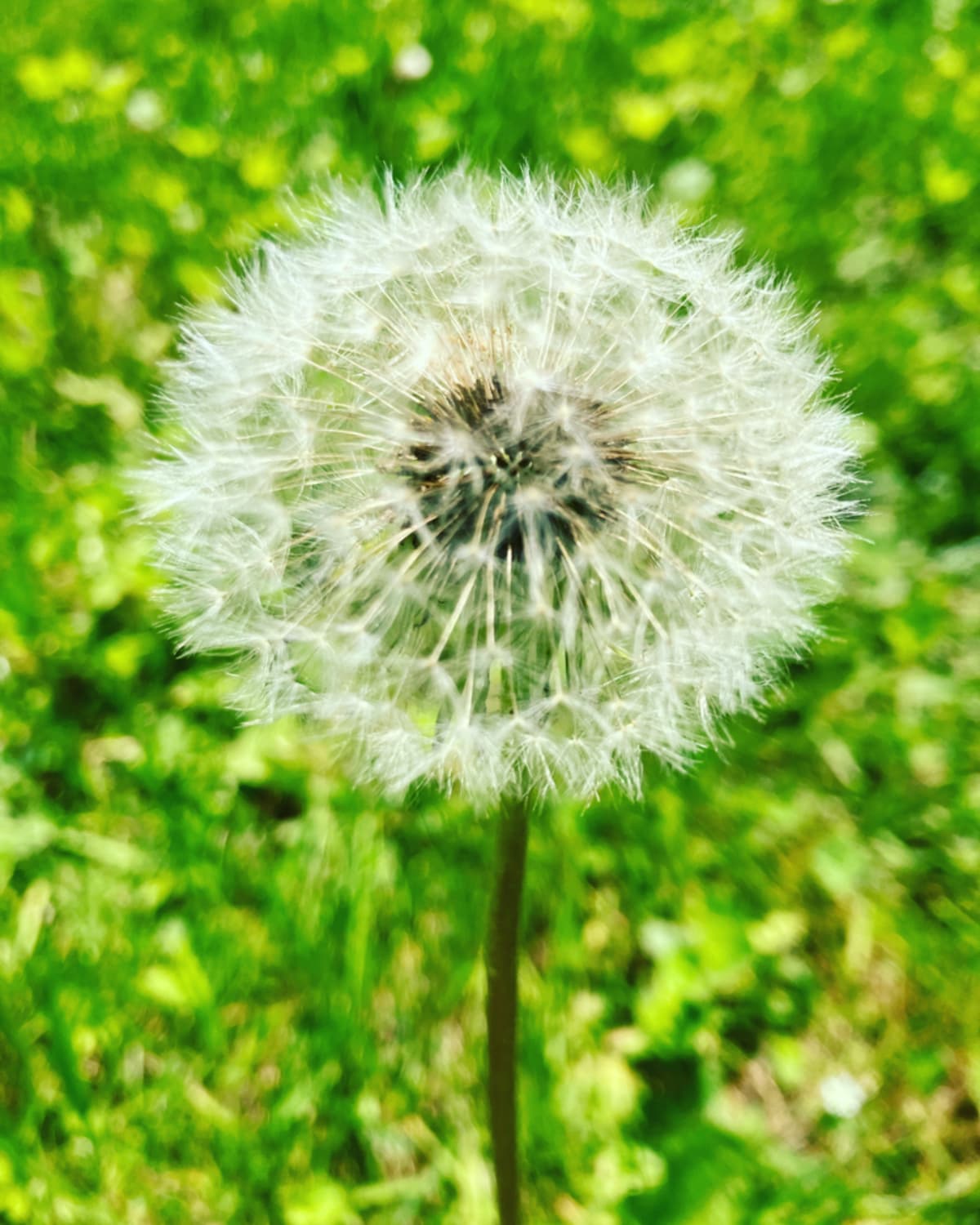 Finding beauty and meaning in dandelions - from childhood memories of picking bouquets for grandmother to the lessons of giving from the heart and seeing beauty in what others call weeds.