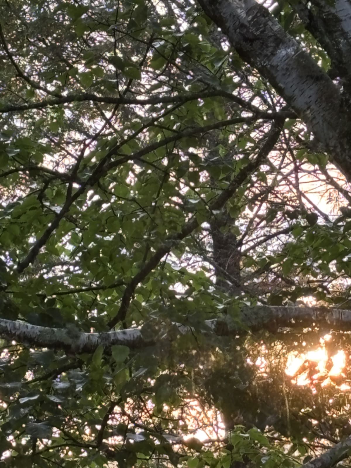 Sunset shining through trees