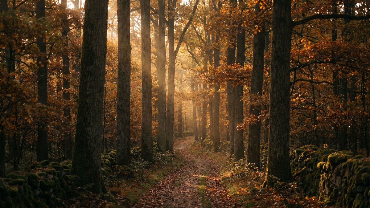 Forêt de chênes à l'automne, symbole de la transmission et de la valeur de long terme d'un placement forestier
