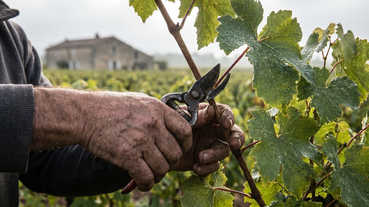 Vigneron taillant la vigne, exploitant locataire d'un GFV par bail rural à long terme