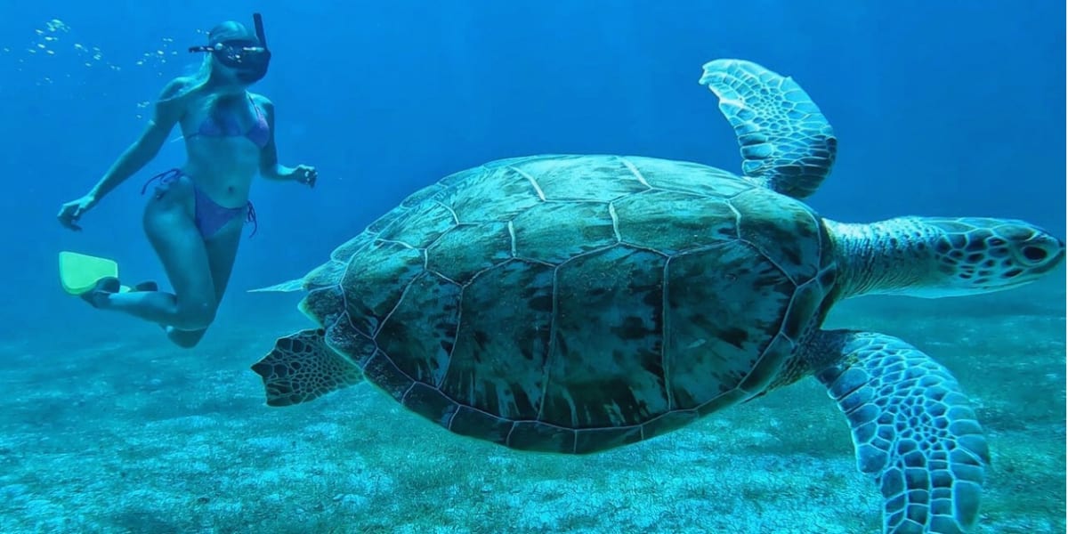 A sea turtle and a snorkeler in clear Curaçao water
