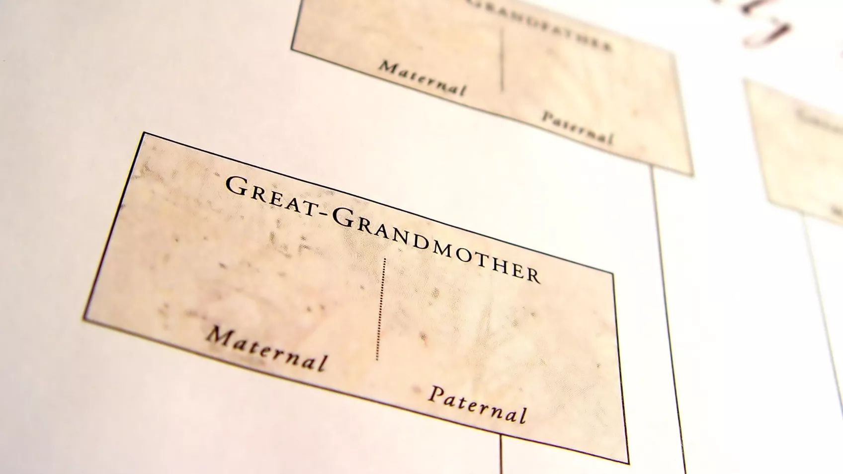 MyHeritage-palvelut; sukupuu, SuperSearch ja DNA