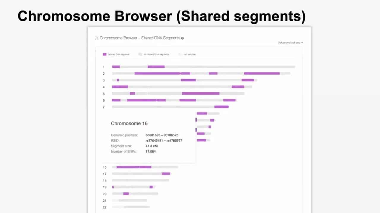 Identifying Common Ancestors with DNA