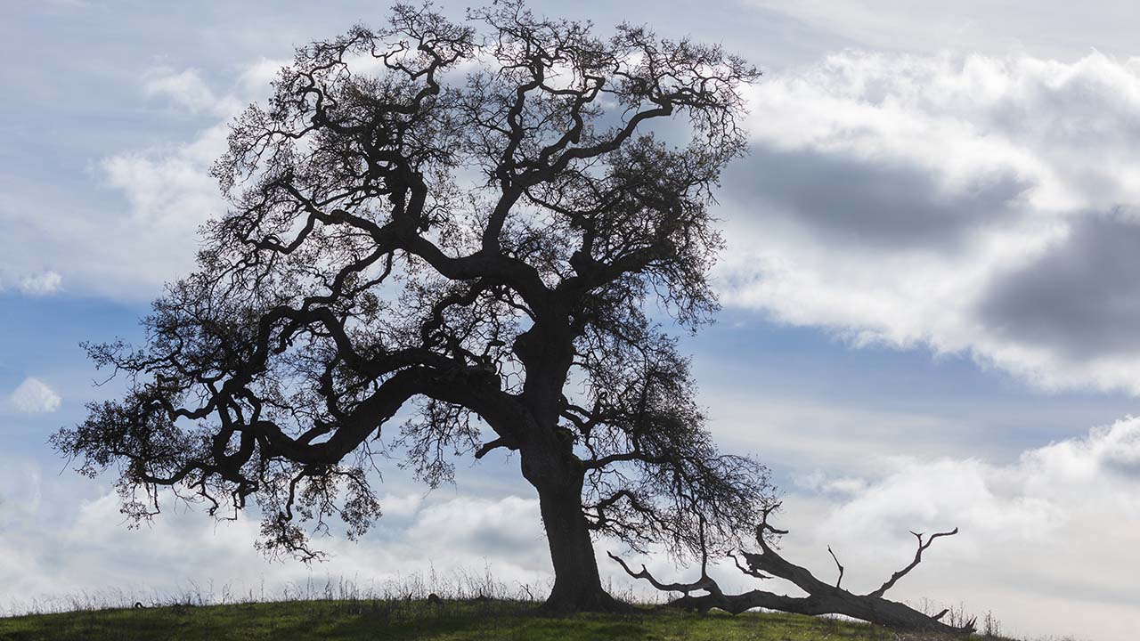 Broken Branches: How to Detect Cases of Misattributed Parentage in Your Family Tree