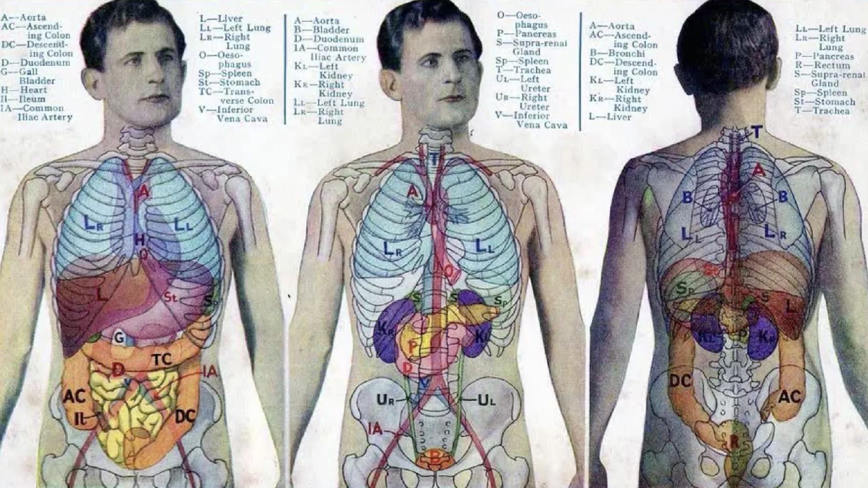 The Anatomy of BMD: What You Don’t Know About Vital Records