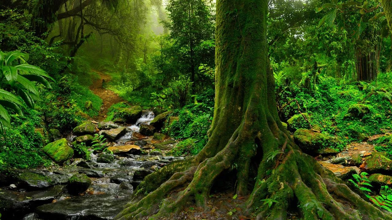 Using Legacy's TreeFinder