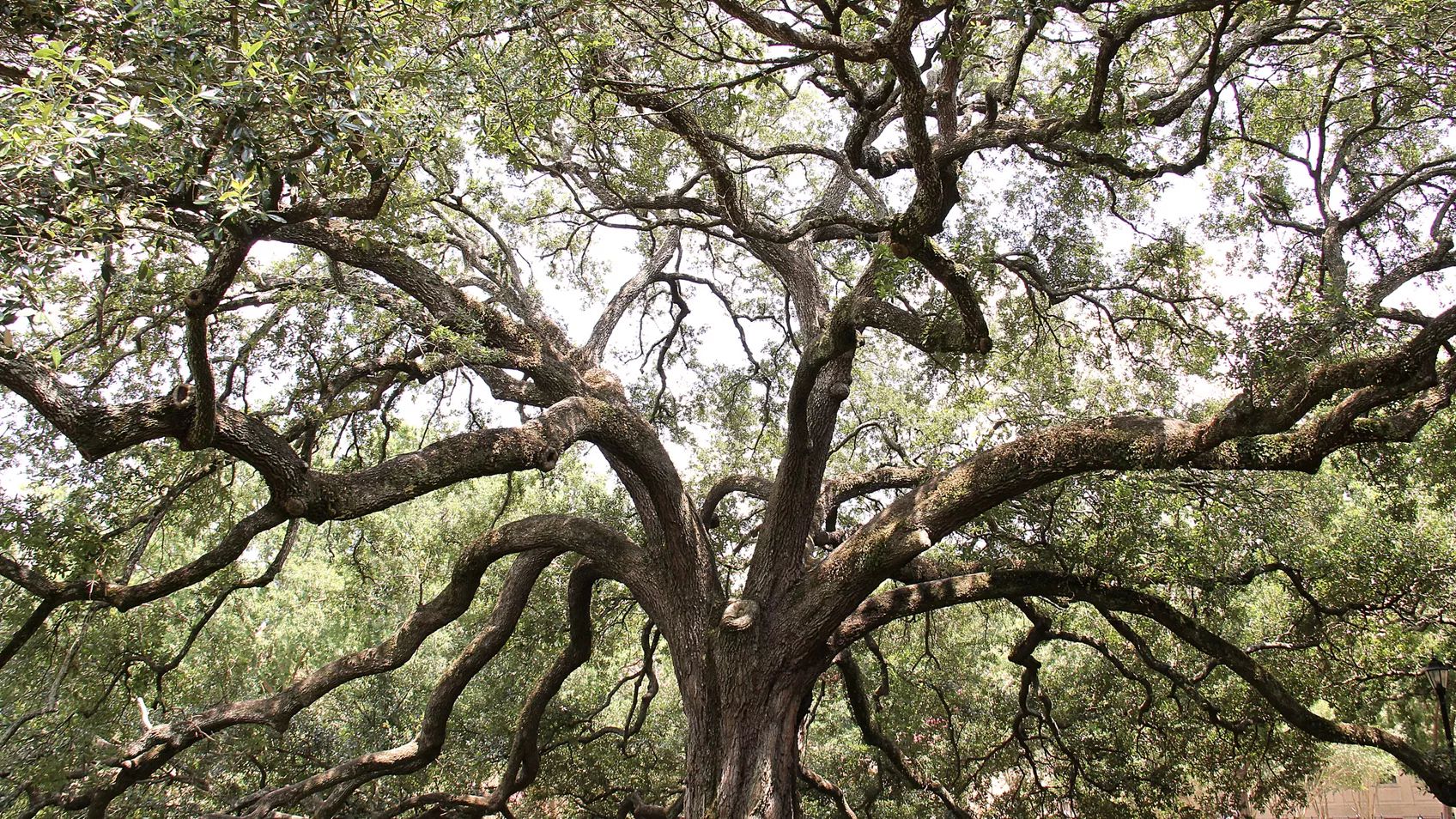 Introducing the Geni World Family Tree