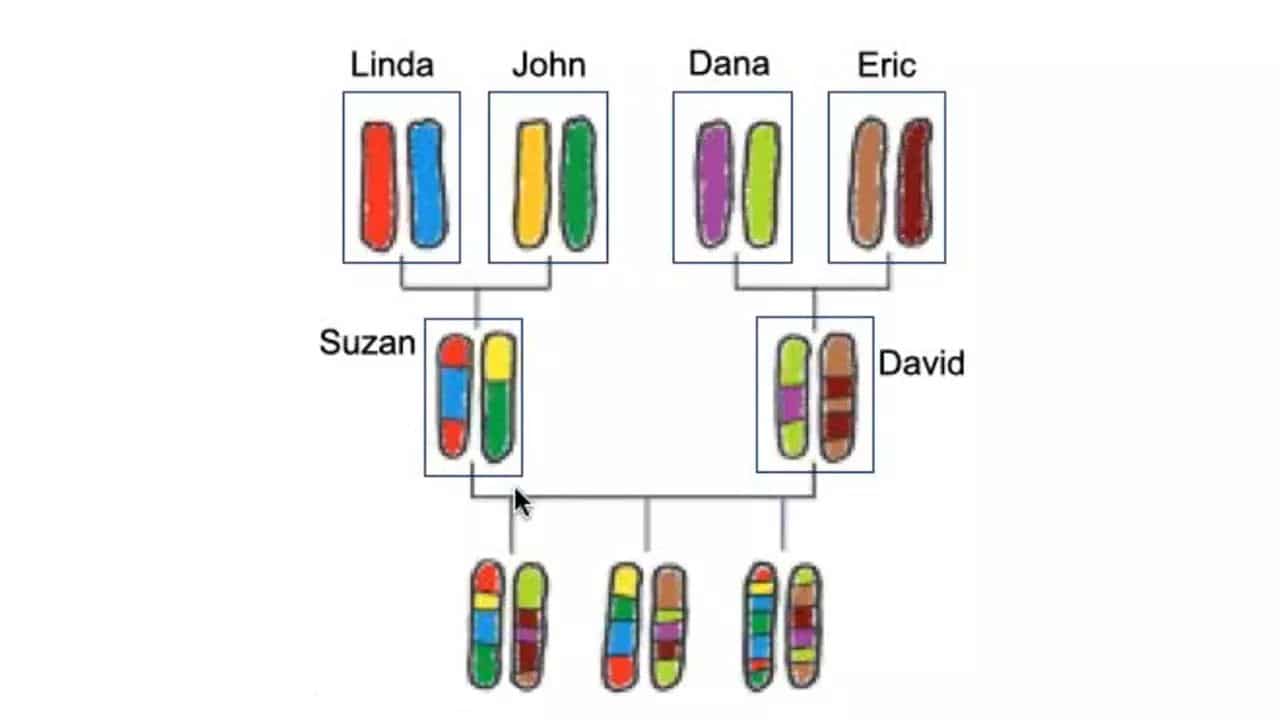 The science behind MyHeritage DNA testing