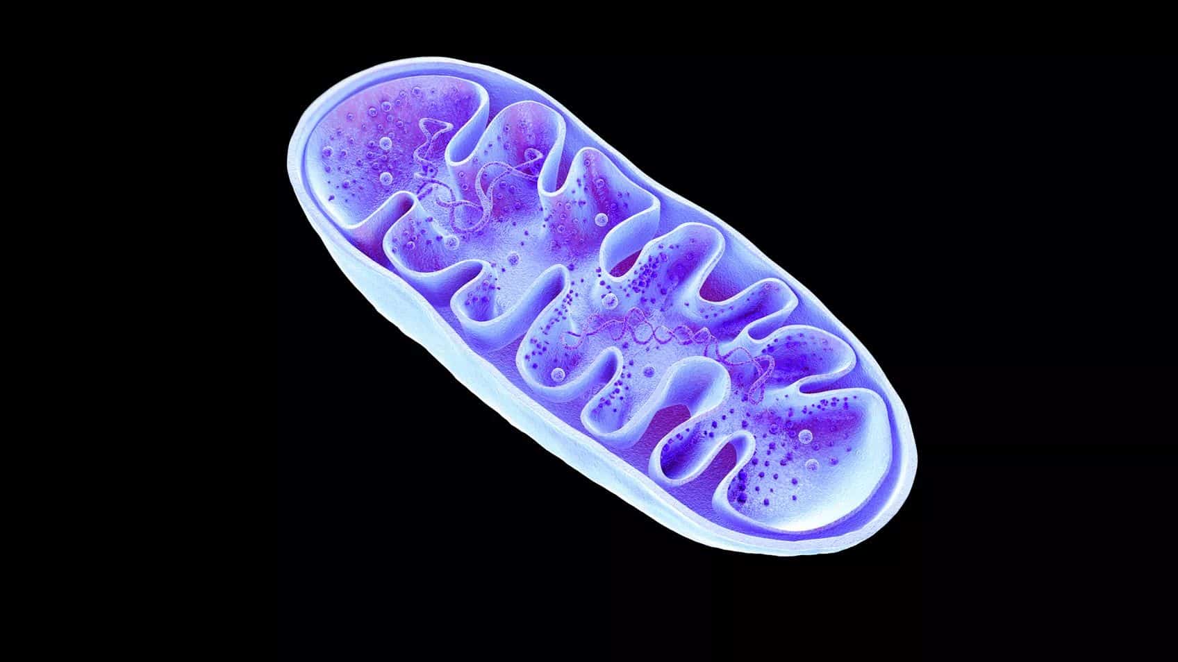 Making YDNA and mtDNA Part of Your Family History