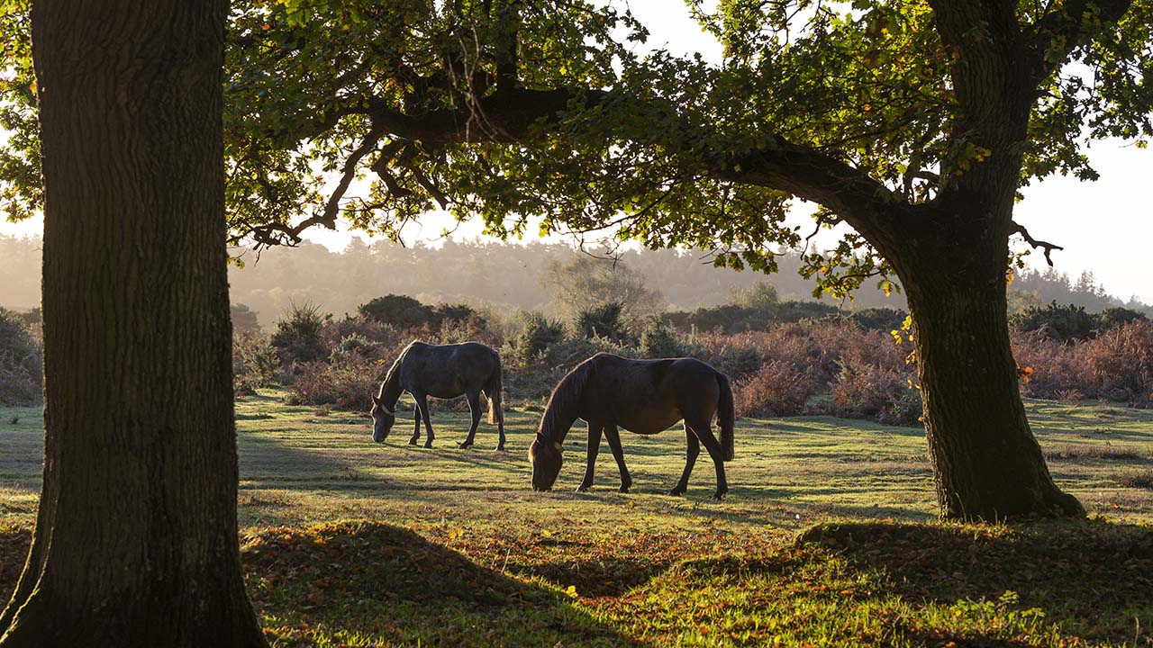 Researching Your Hampshire Ancestors