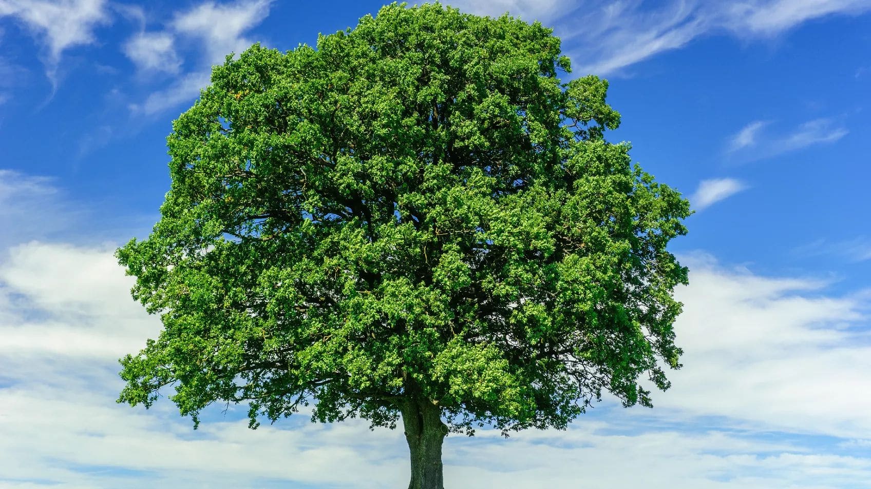 WikiTree: Free for All without a Free-for-All