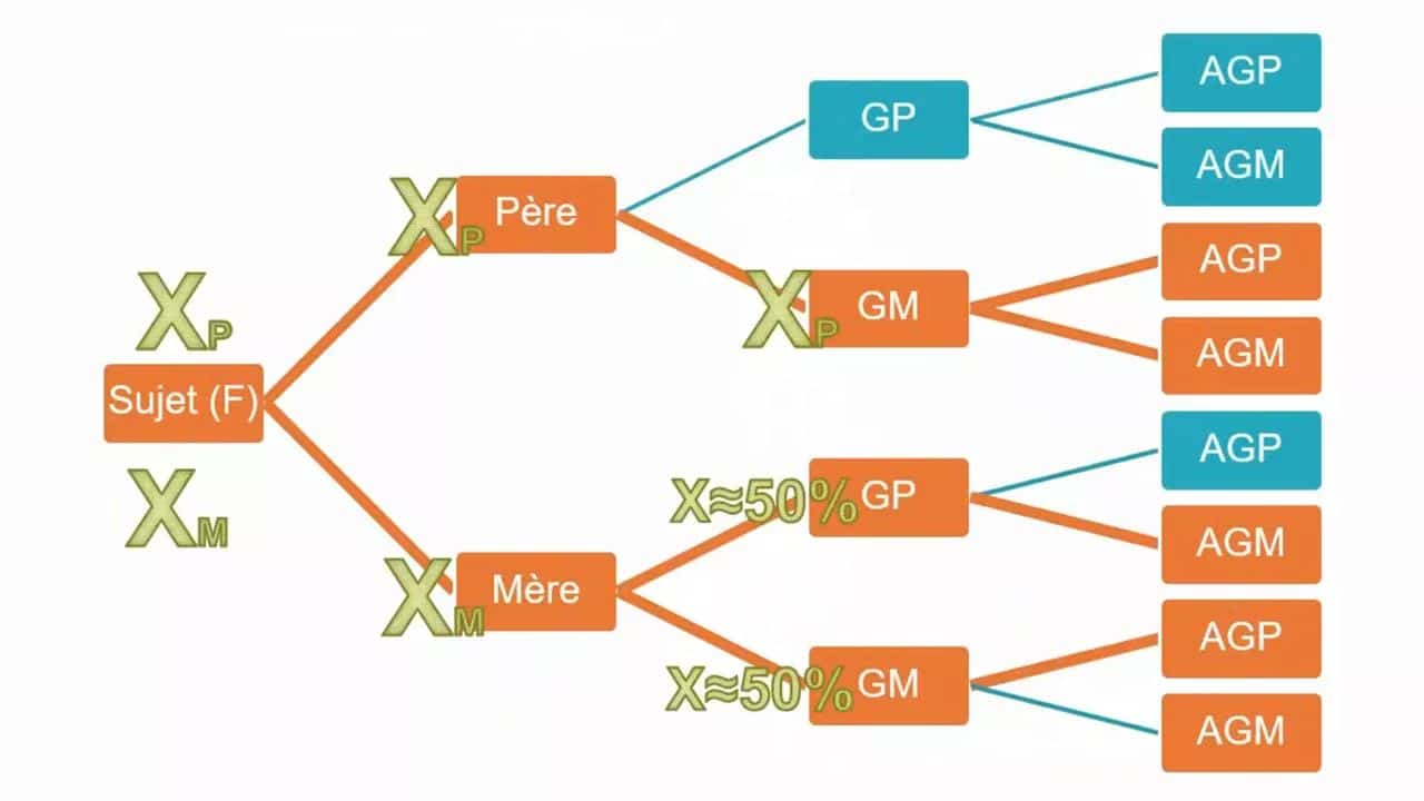 Introduction à la généalogie génétique