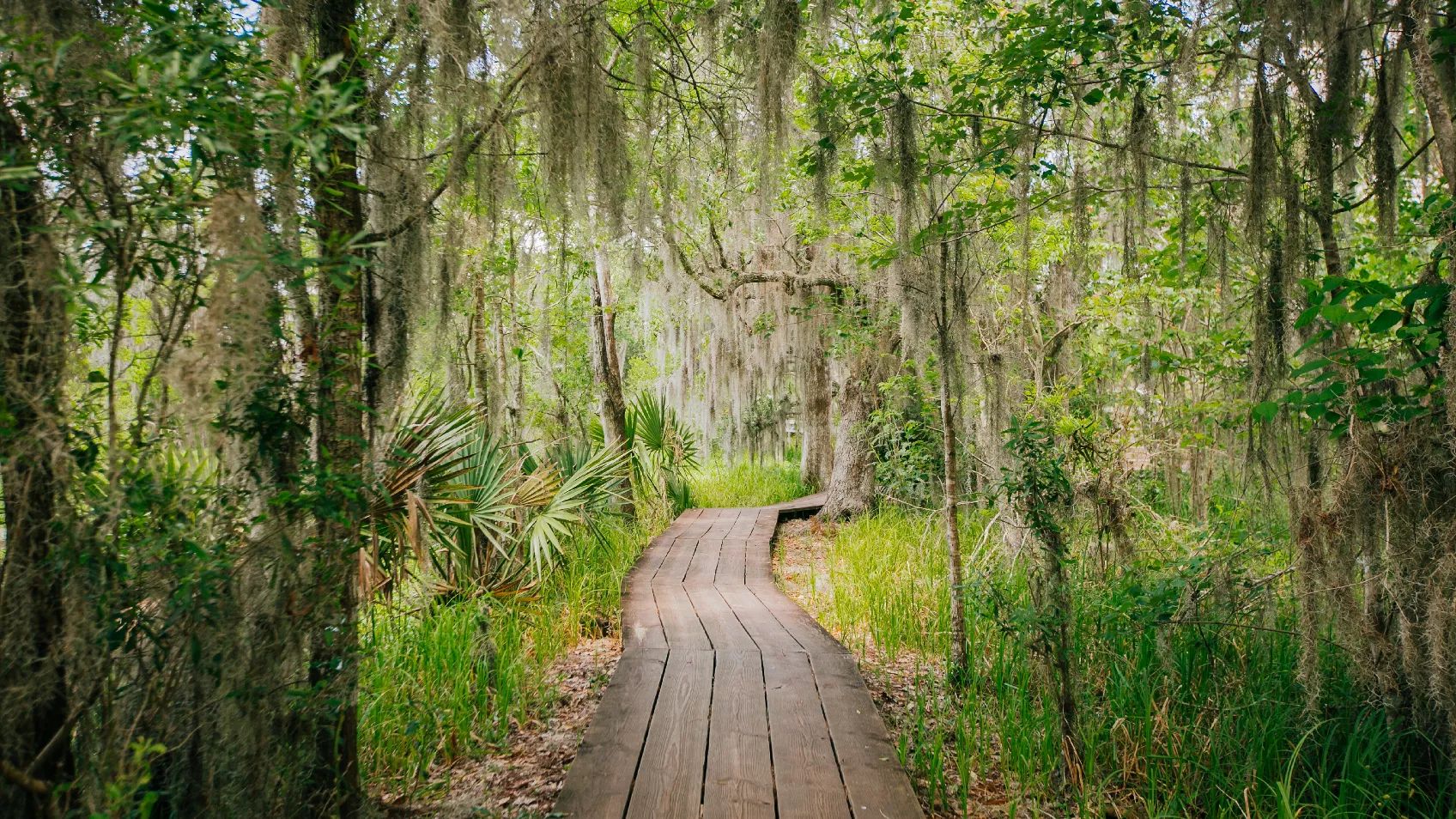 Introduction to the Bayou State: Louisiana for Beginners