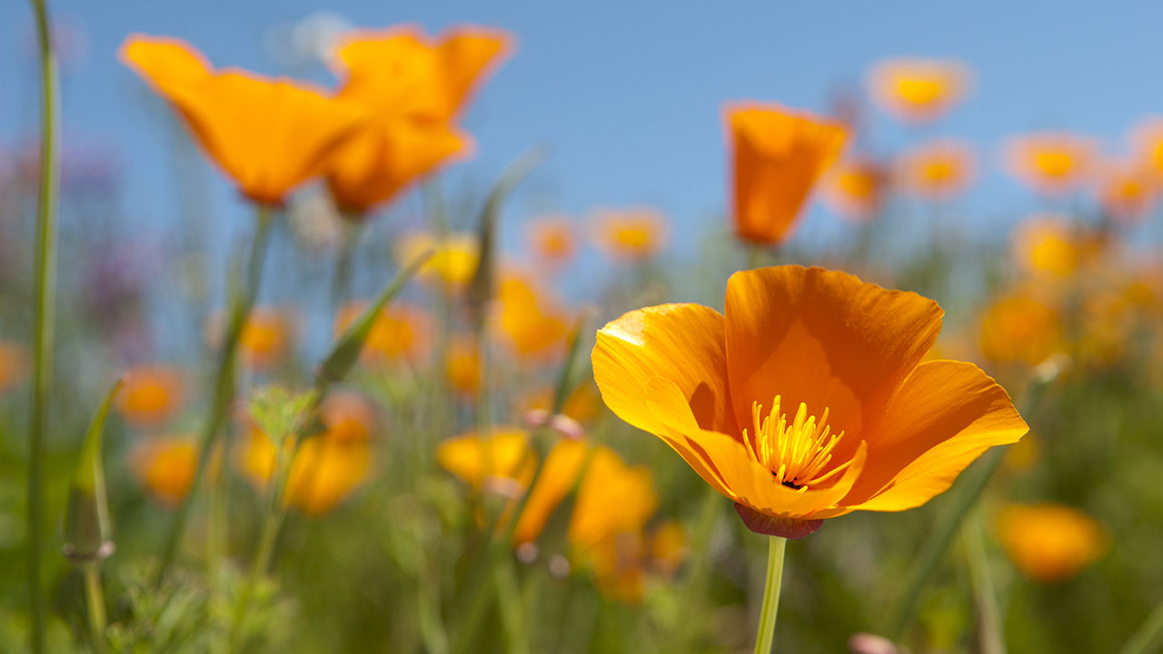 Las Californias: Alta, Baja, and Beyond