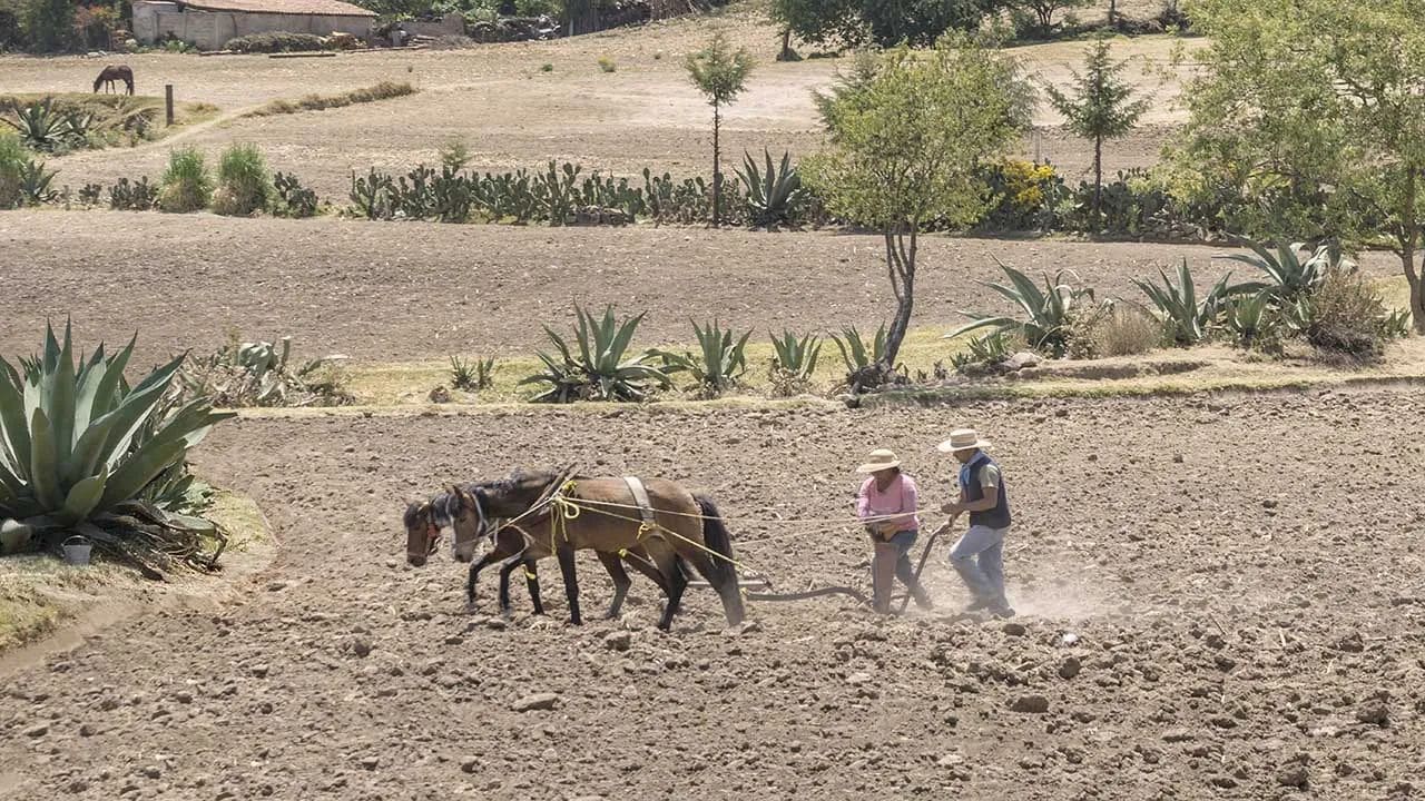 Mexican Land Reform and the Ejido: History and Records