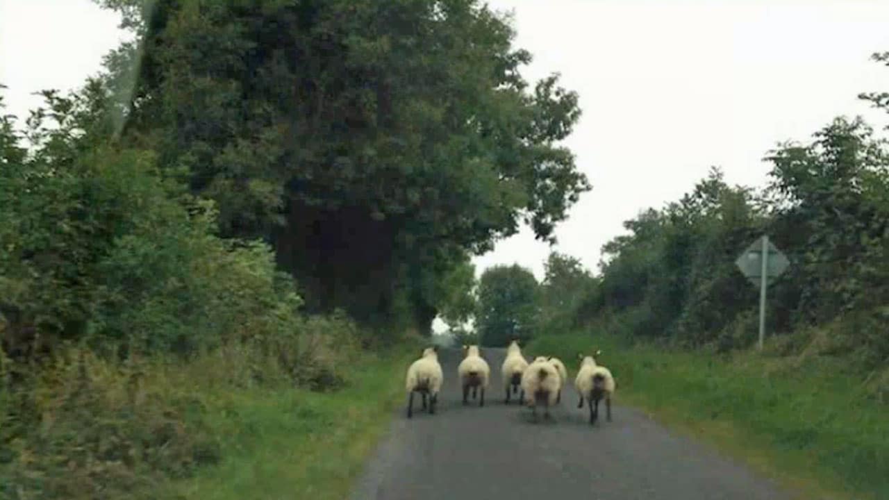 Getting Out of the Archives and Into the Pubs to Trace Your Irish Ancestry
